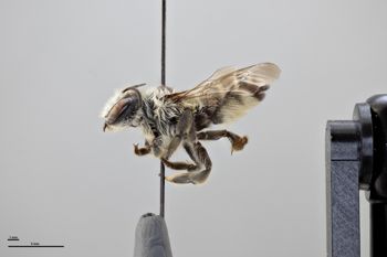 Media type: image;   Entomology 791023 Aspect: habitus lateral view
